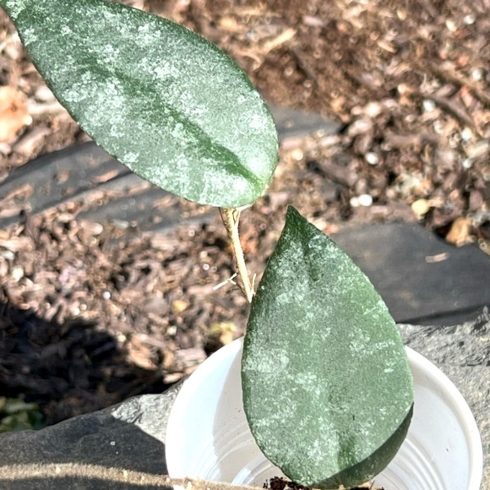 Hoya caudata Silver